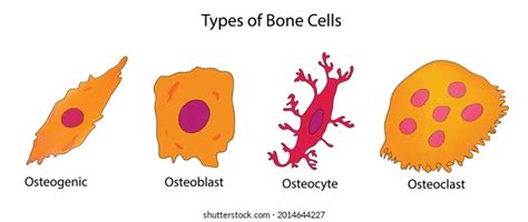 Osteogenic Images, Stock Photos & Vectors | Shutterstock