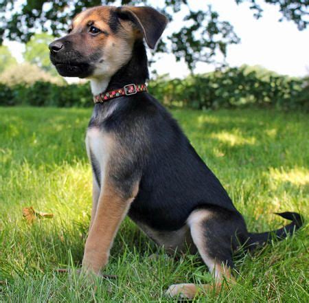 Raisin the German Shepherd Mix