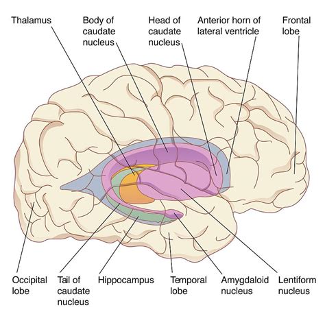 Sagittal Brain Basal Ganglia