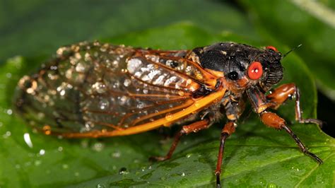 Brood X: Upcoming warm weather may 'jump start' the cicada emergence