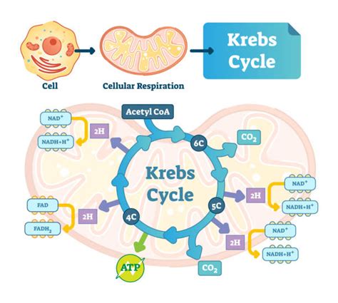 The Krebs Cycle A Step-by-Step Explanation - PraxiLabs