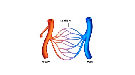 What is the function of capillary blood vessels?