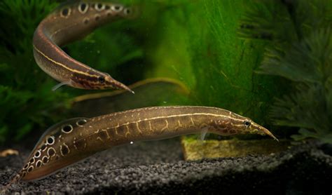 Marbled Swamp Eel (Synbranchus marmoratus) – Predatory Fins