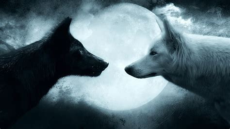 3200x900px | free download | HD wallpaper: two black and white wolves ...