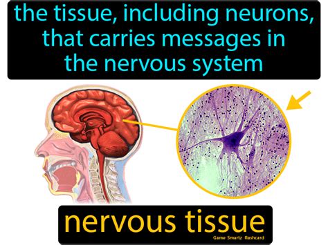 Nervous Tissue - Easy Science | Nervous, Neurons, Integumentary system