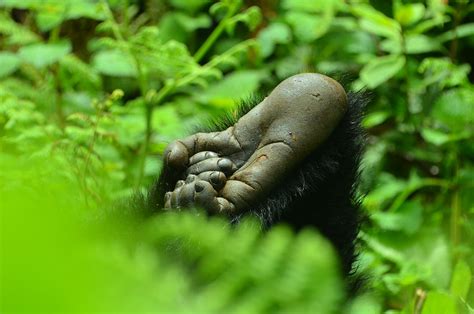 Gorilla Anatomy - Dian Fossey Gorilla Fund