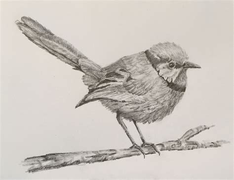 a pencil drawing of a bird sitting on a branch