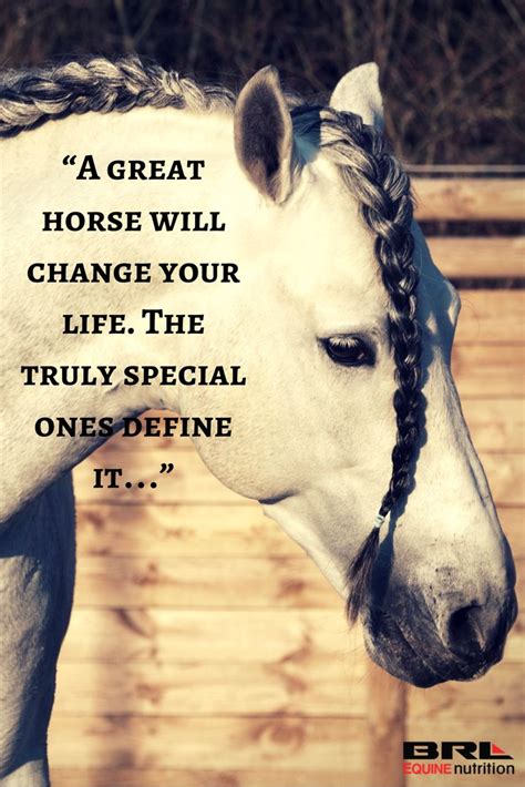 Horse Images With Quotes Pinterest