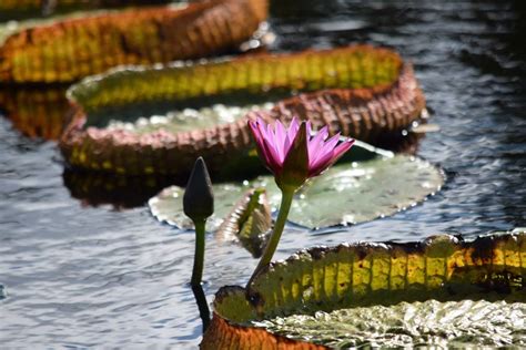 Beautiful Victoria Water Lily : r/BotanicalPorn