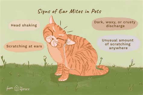 How to Treat Ear Mites in Cats