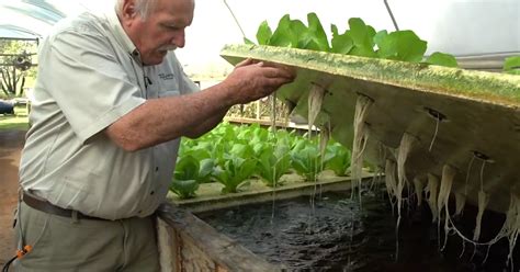 Aquaponics is an effective alternative farming technique that ...