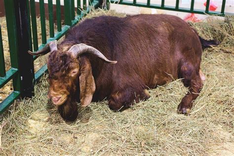 Kalahari Red Goat: Breed Info, Characteristics, Breeding, and Care