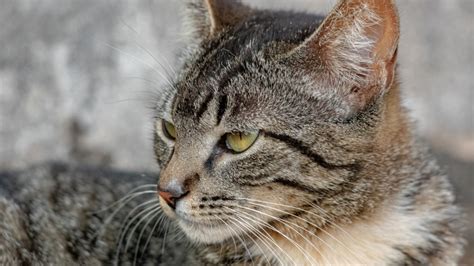 New measures to stop feral cats in Australia