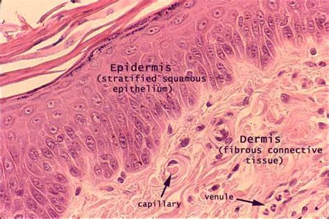 Histology at SIU