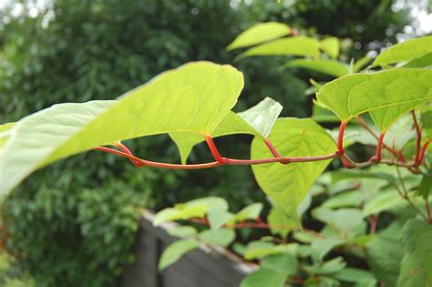 A closer look at Japanese knotweed | Plant leaves, Plants, Japanese