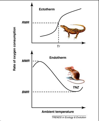 Using new tools to solve an old problem: the evolution of endothermy in ...