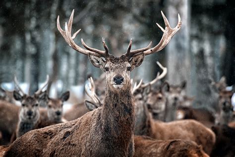 Deer Antler Velvet Harvesting – Deer Antler Velvet