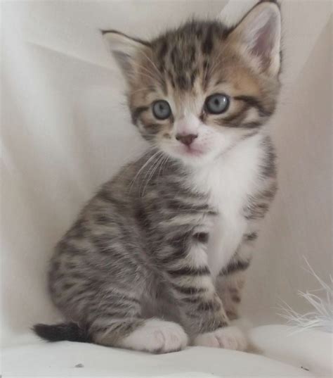 gray brown and white kittens with blue eyes - Google Search … | Grey ...