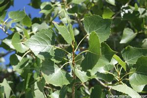 Cottonwood Trees - Fast Growing Shade Trees for the Desert Southwest ...