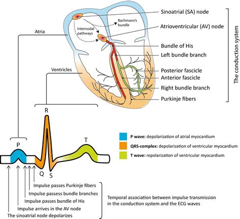 Cardiac electrophysiology and ECG interpretation – Cardiovascular Education