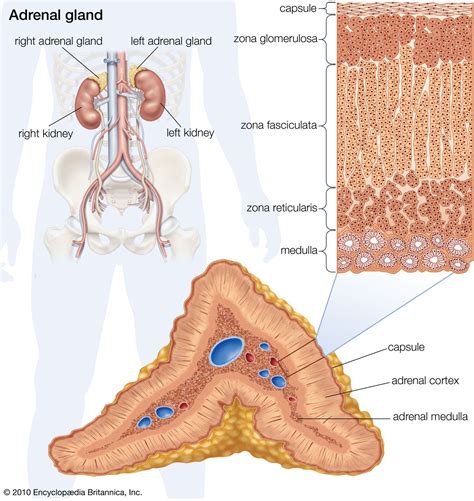 Adrenal gland | Definition, Anatomy, & Function | Britannica