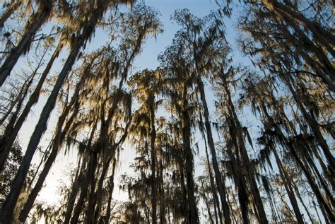 Okefenokee Swamp Camping - The Moonlit Road.com