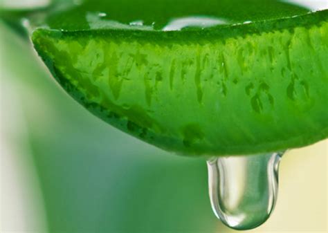 22+ Health & Beauty Benefits of Aloe Vera Juice That Really Matter