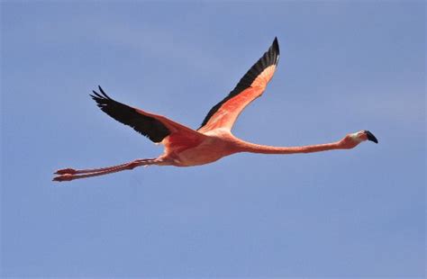 Beautiful Flamingo Flying | Flamingo Facts and Information