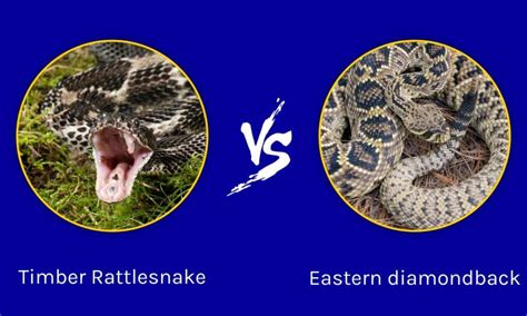 Timber Rattlesnake Vs Diamondback: What Generator Fuel Is Best In 2023?