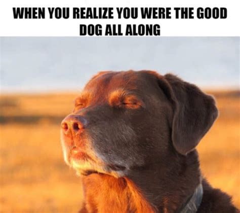 100 Dog Memes That Prove The Internet Is Not All Made Out From Cats