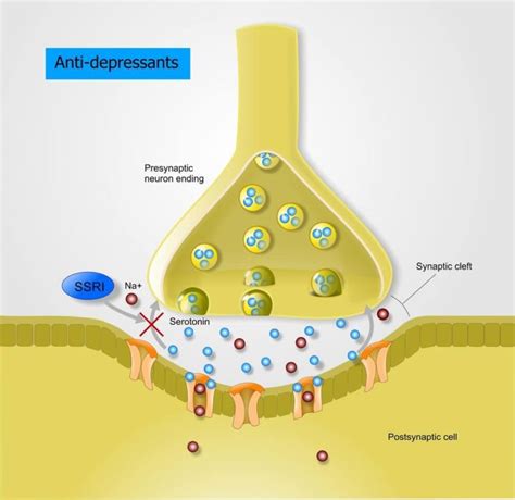 Axon Terminal - The Definitive Guide | Biology Dictionary