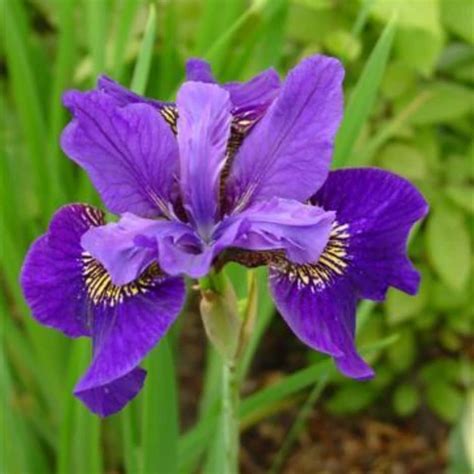 Buy Siberian iris Iris sibirica Ruffled Velvet: £11.99 Delivery by Crocus