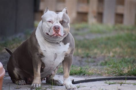 THE FLASHY TRI COLOR POCKET AMERICAN BULLY PUPPIES (BLUE, LILAC ...