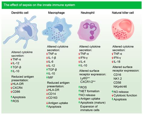 Biomolecules | Free Full-Text | Inflammation and Cell Death of the ...