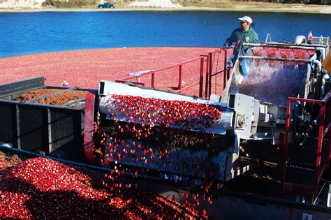 Cranberry Harvest Celebration | Beantown Baker