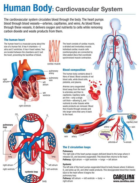 Human body cardiovascular system – Artofit