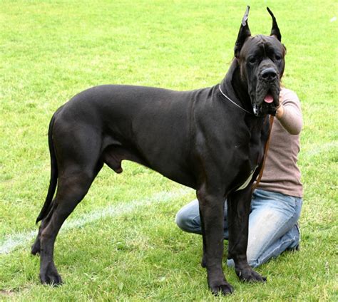 Great Dane vs Alangu Mastiff - Breed Comparison | MyDogBreeds