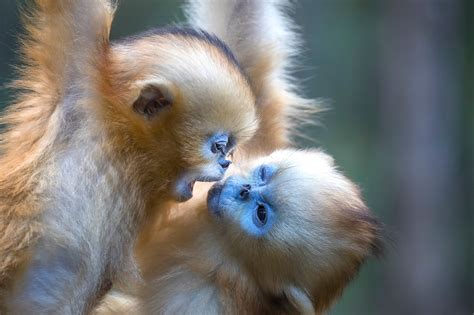 Snub-nosed monkeys - Jim Zuckerman photography & photo tours