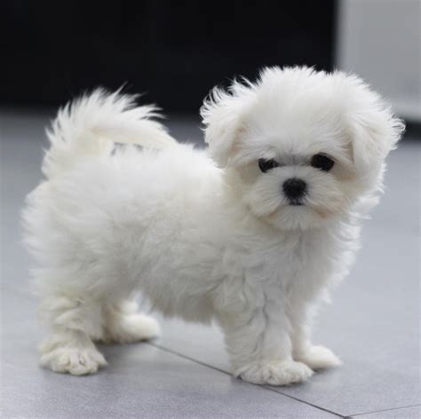 Lovely Maltese Puppy