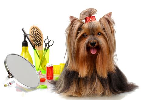 Pet Grooming | Things You Didn't Know About Best Grooming