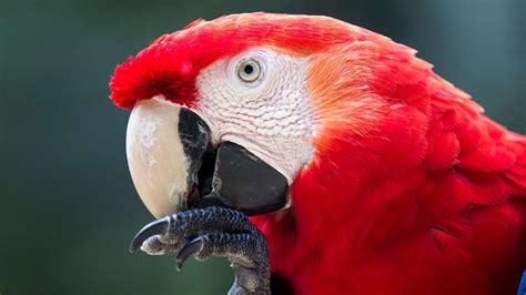 Scarlet Macaw – Macaw Mountain