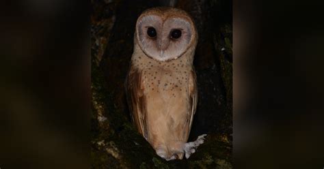 Madagascar Red Owl (Tyto soumagnei) by Alan Van Norman - The Owl Pages