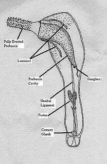 Acanthocephala - Alchetron, The Free Social Encyclopedia