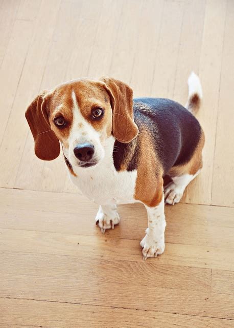 oliver | Cute beagles, Beagle puppy, Baby beagle