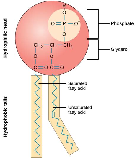 3.5: Lipid Molecules - Phospholipids - Biology LibreTexts