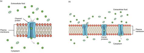 The Cell Membrane | Anatomy and Physiology I