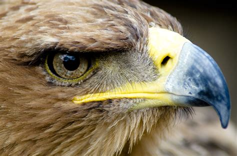 File:Eagle Closeup face.jpg - Wikimedia Commons