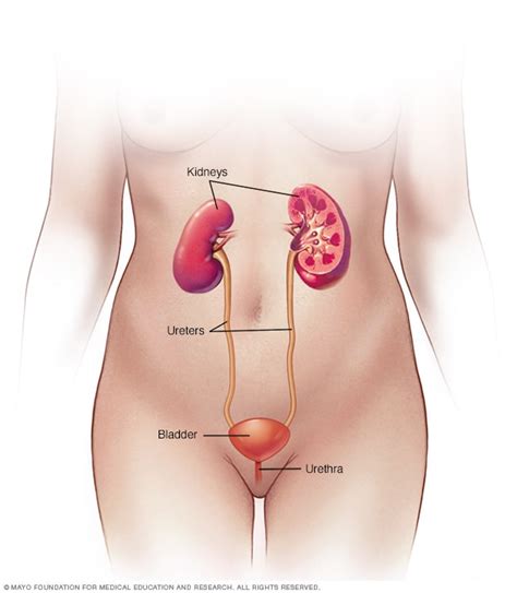 Urinary tract infection (UTI) - Symptoms and causes (2023)