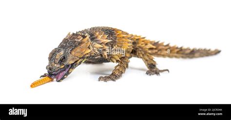 Armadillo girdled lizard eating a Mealworm, Ouroborus cataphractus ...