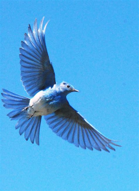 Mountain Bluebird Flying Pictures | Tuts[.]